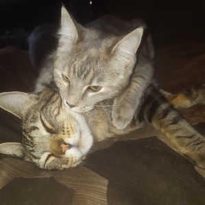 Meet your Posher, Dendra